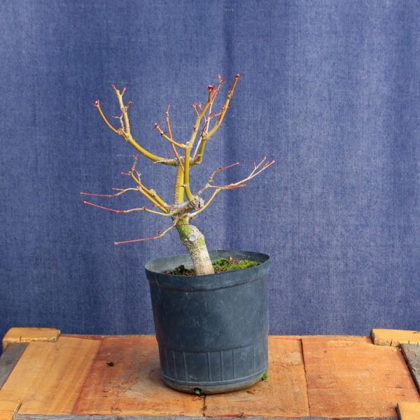 Acer palmatum #13 - Imagen 2
