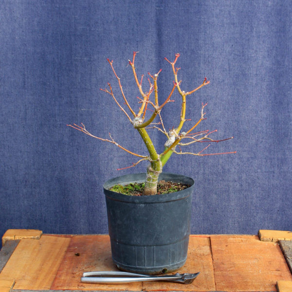 Acer palmatum #13 - Imagen 4