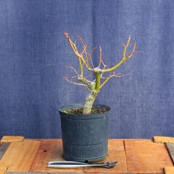 Acer palmatum #13 - Imagen 5