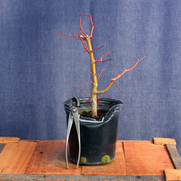 Acer palmatum #14