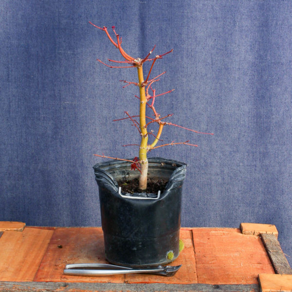 Acer palmatum #14 - Imagen 3