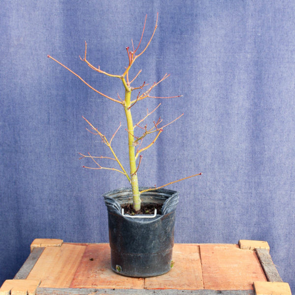 Acer palmatum #16