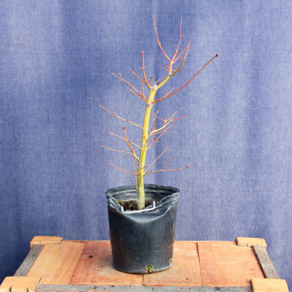Acer palmatum #16 - Imagen 2
