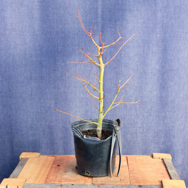 Acer palmatum #16 - Imagen 3