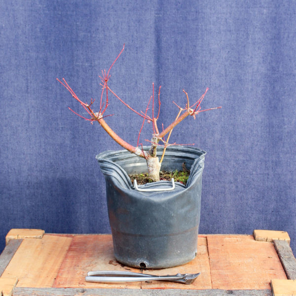 Acer palmatum #19