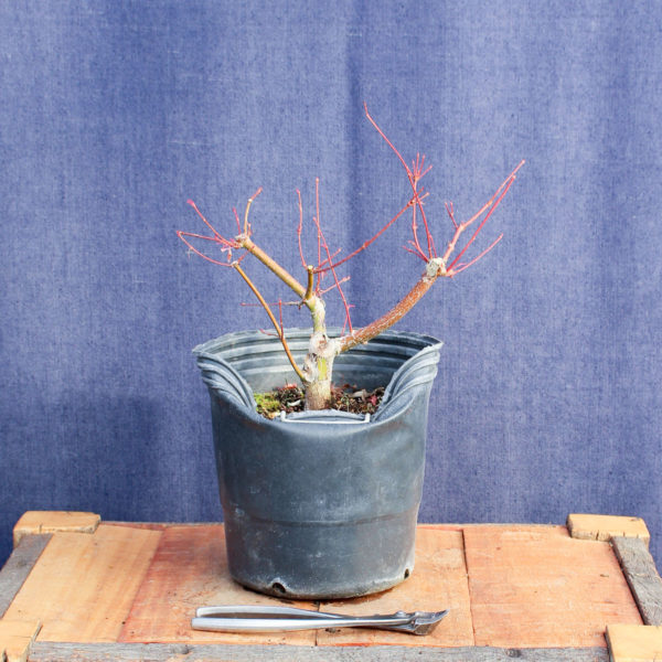 Acer palmatum #19 - Imagen 4