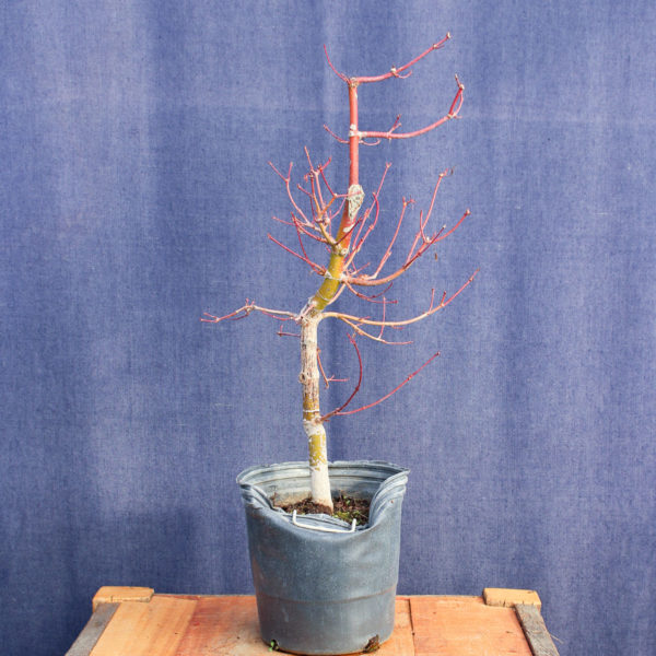 Acer palmatum #21