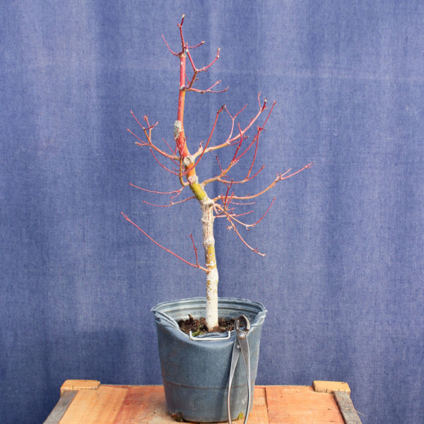 Acer palmatum #21 - Imagen 2