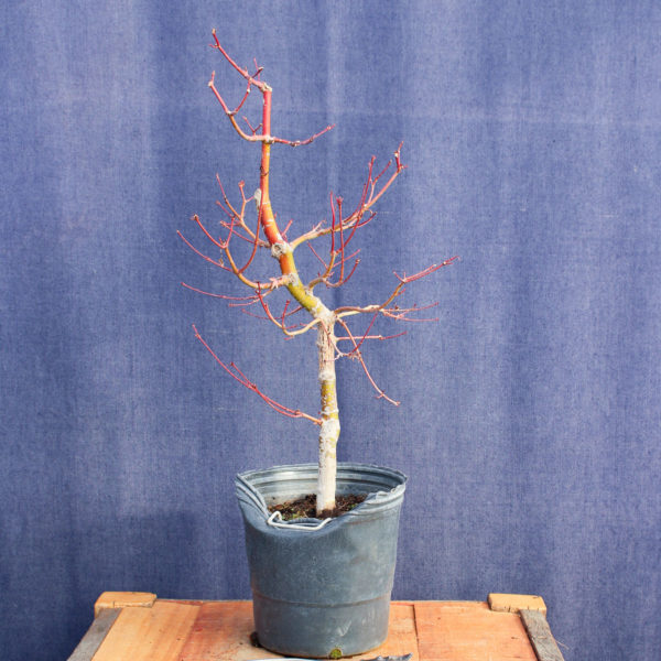 Acer palmatum #21 - Imagen 3