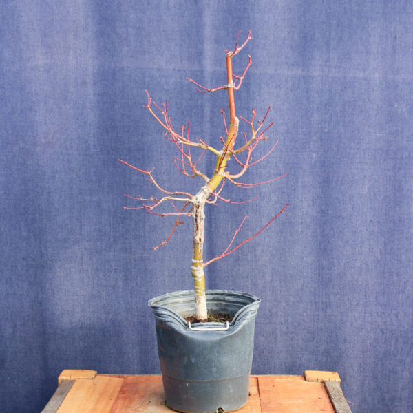 Acer palmatum #21 - Imagen 5