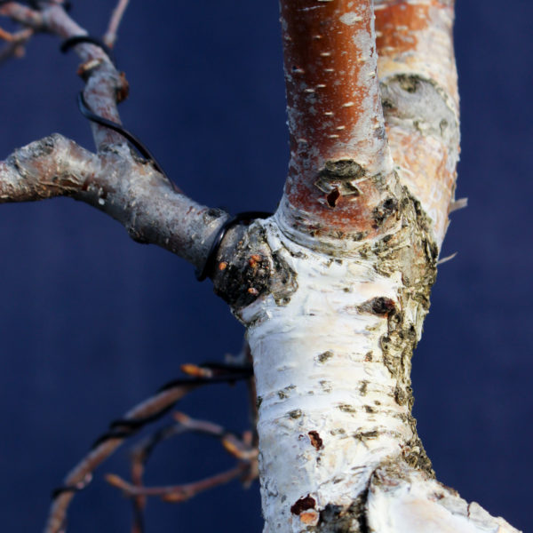 Betula pendula #08 - Imagen 15
