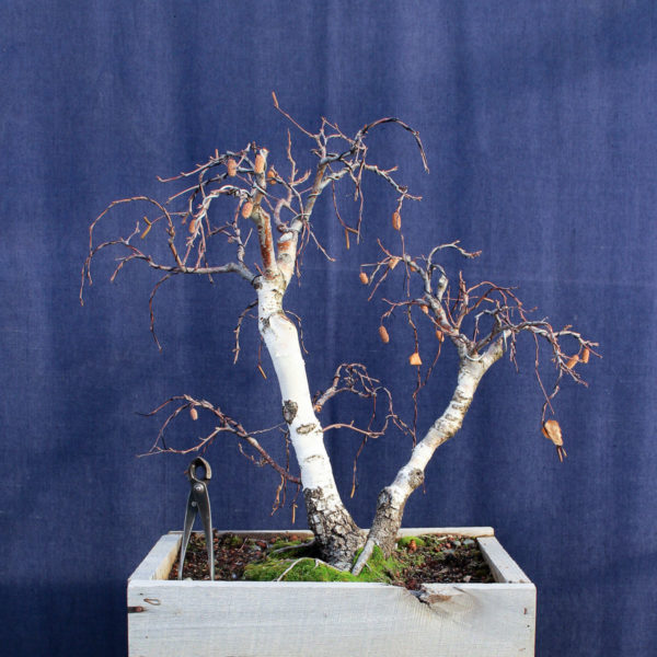 Betula pendula #08