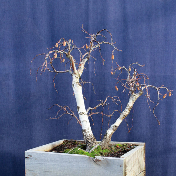 Betula pendula #08 - Imagen 3