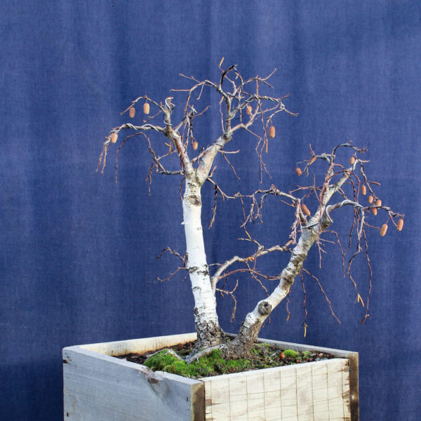 Betula pendula #08 - Imagen 4