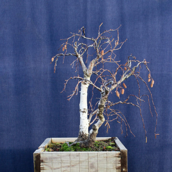Betula pendula #08 - Imagen 5