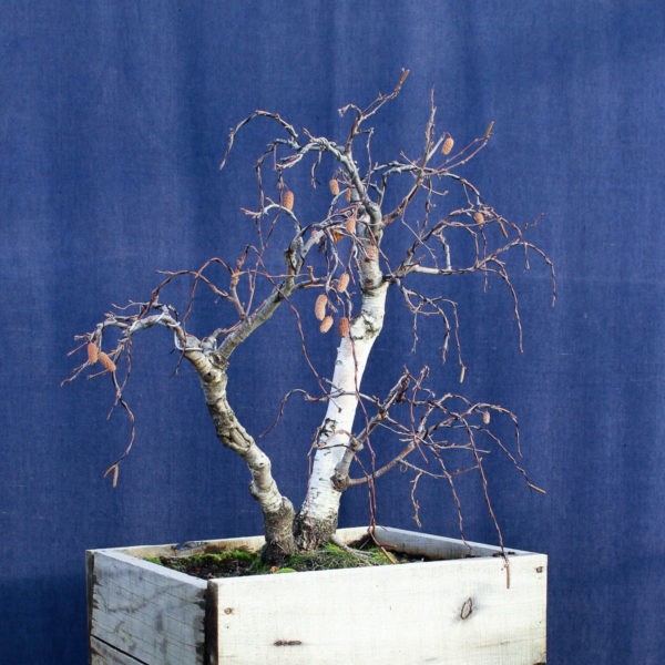 Betula pendula #08 - Imagen 6
