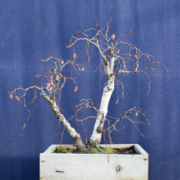Betula pendula #08 - Imagen 7