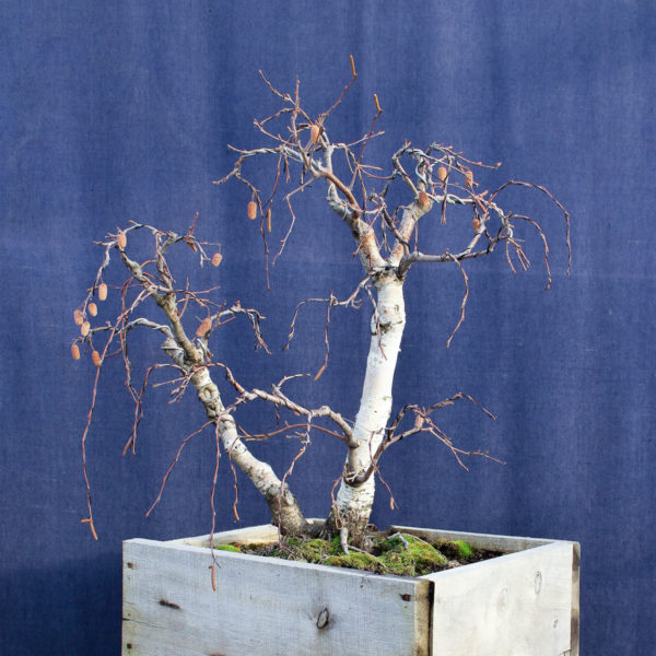 Betula pendula #08 - Imagen 8