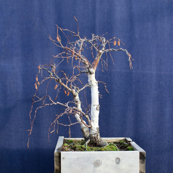 Betula pendula #08 - Imagen 9