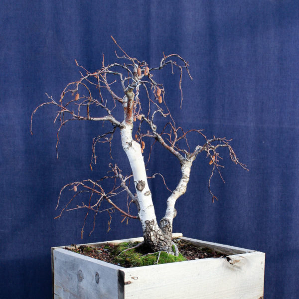 Betula pendula #08 - Imagen 10
