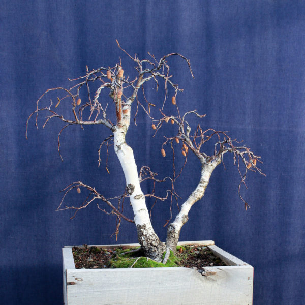 Betula pendula #08 - Imagen 11