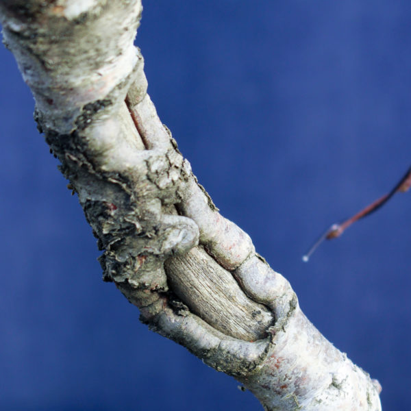 Betula pendula #08 - Imagen 12