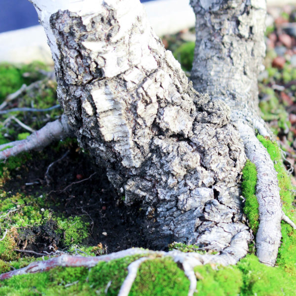 Betula pendula #08 - Imagen 14