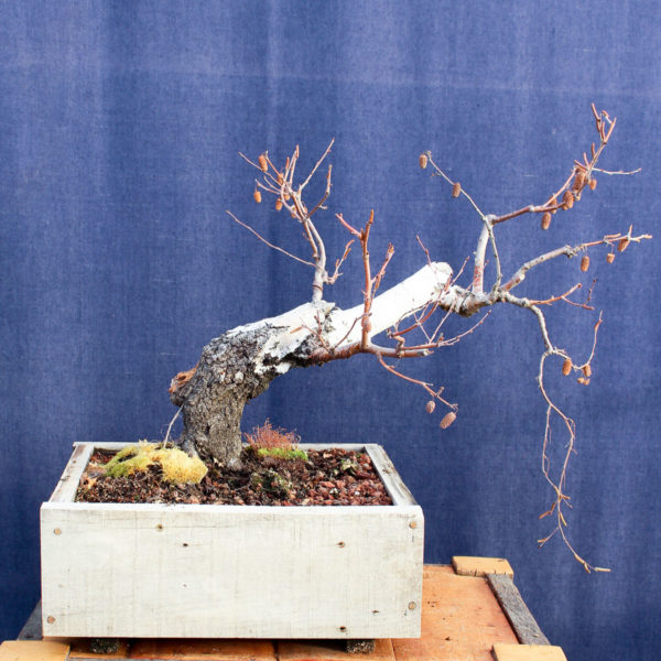 Betula pendula #10