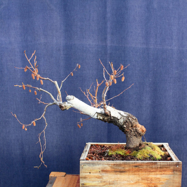 Betula pendula #10 - Imagen 2