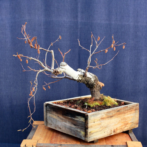 Betula pendula #10 - Imagen 3