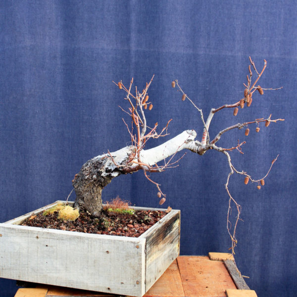 Betula pendula #10 - Imagen 4