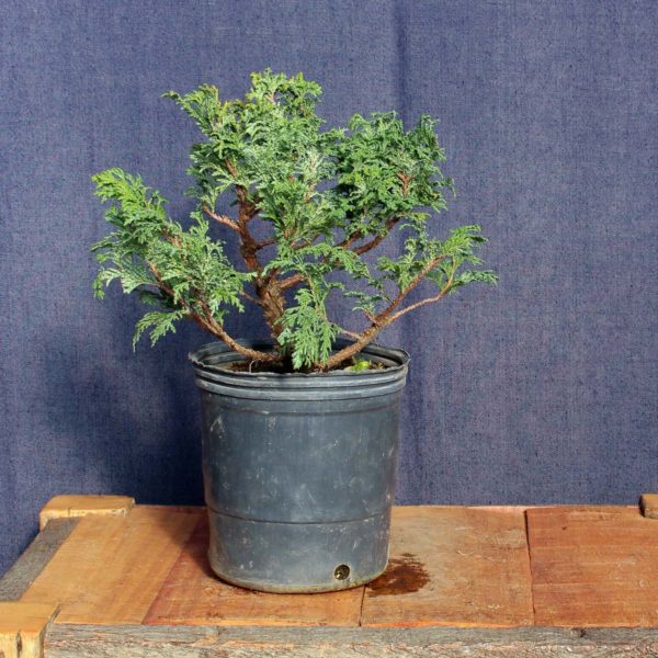 Chamaecyparis sp #05