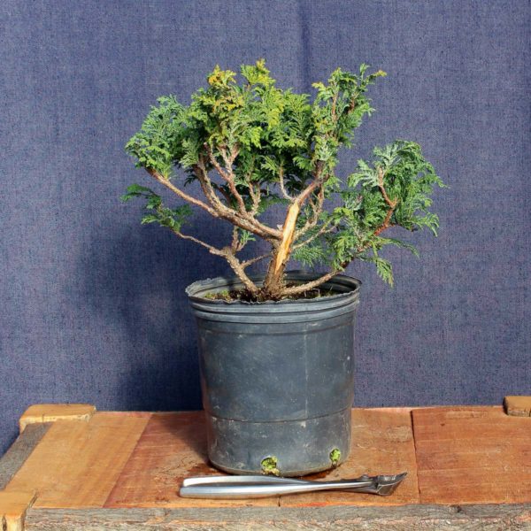 Chamaecyparis sp #05 - Imagen 2