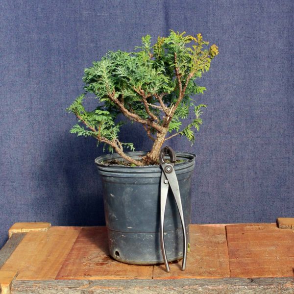 Chamaecyparis sp #05 - Imagen 3