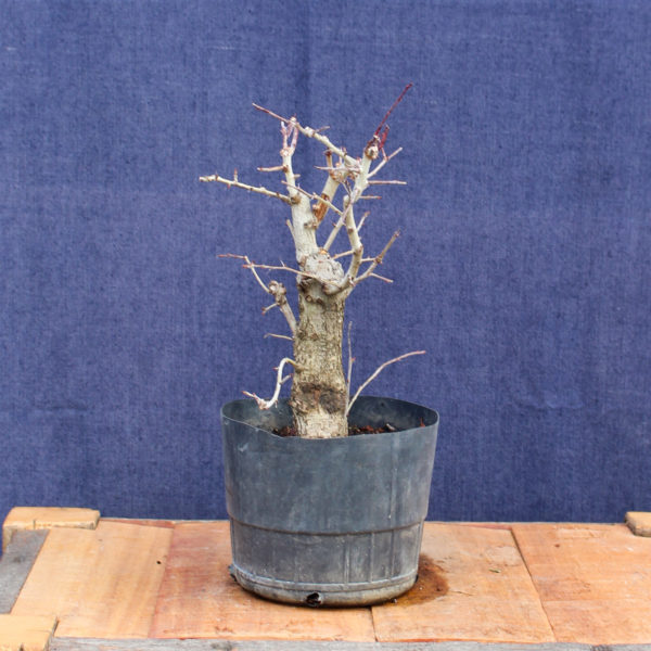 Crataegus monogyna #06