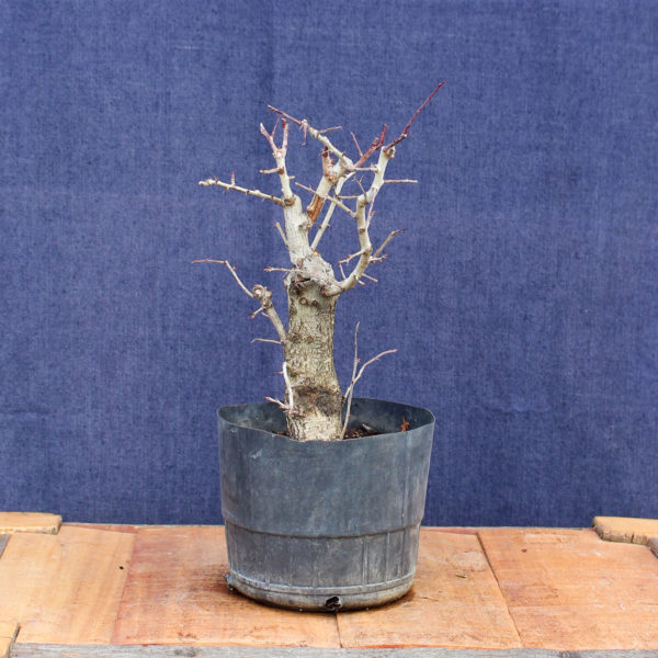 Crataegus monogyna #06 - Imagen 2
