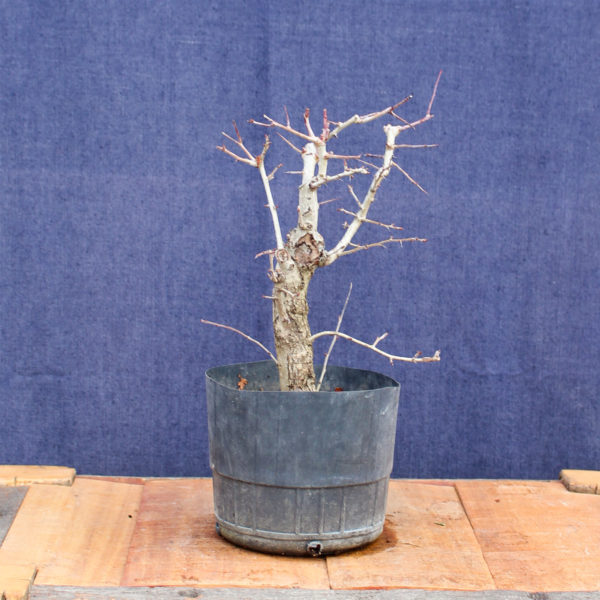 Crataegus monogyna #06 - Imagen 3