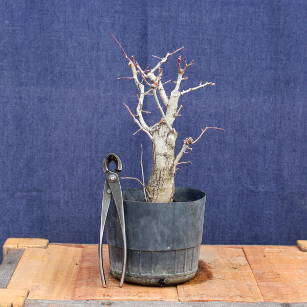 Crataegus monogyna #06 - Imagen 4