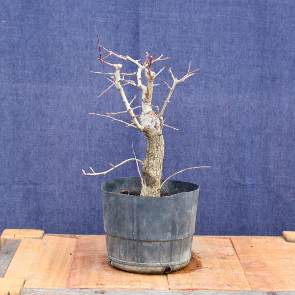 Crataegus monogyna #06 - Imagen 5
