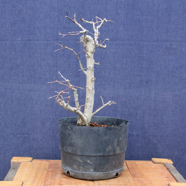Crataegus monogyna #11 - Imagen 5