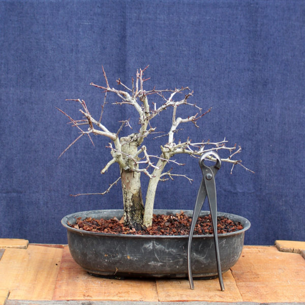 Crataegus monogyna #14