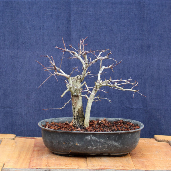 Crataegus monogyna #14 - Imagen 2