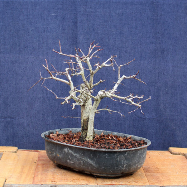 Crataegus monogyna #14 - Imagen 3