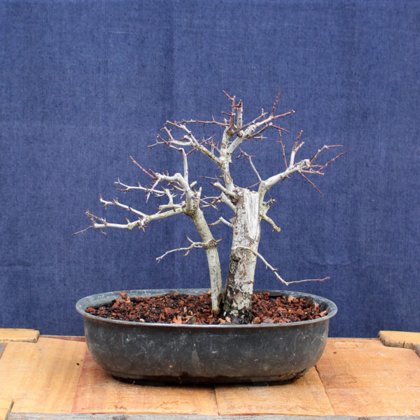 Crataegus monogyna #14 - Imagen 4