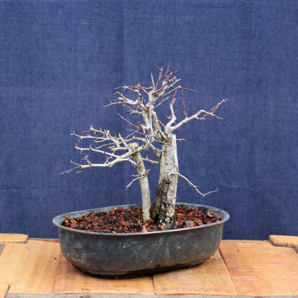 Crataegus monogyna #14 - Imagen 5
