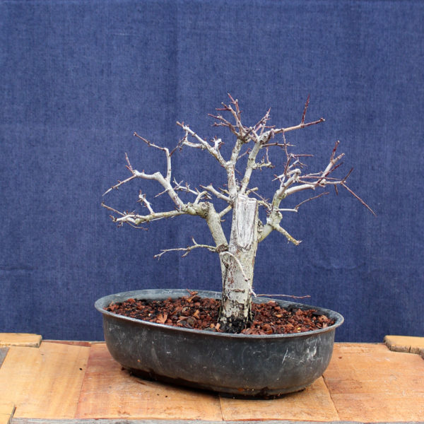 Crataegus monogyna #14 - Imagen 6