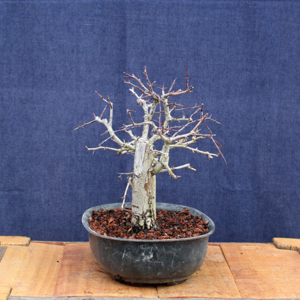 Crataegus monogyna #14 - Imagen 7