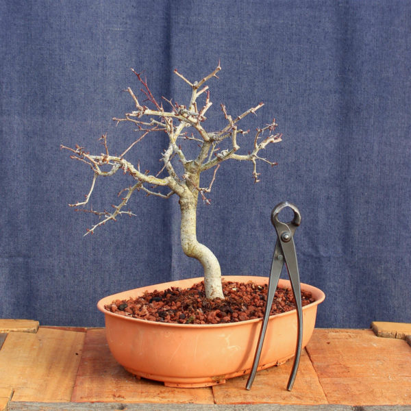 Crataegus monogyna #15