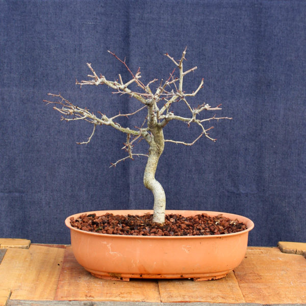 Crataegus monogyna #15 - Imagen 2