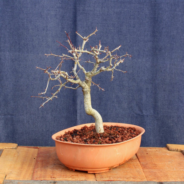 Crataegus monogyna #15 - Imagen 3
